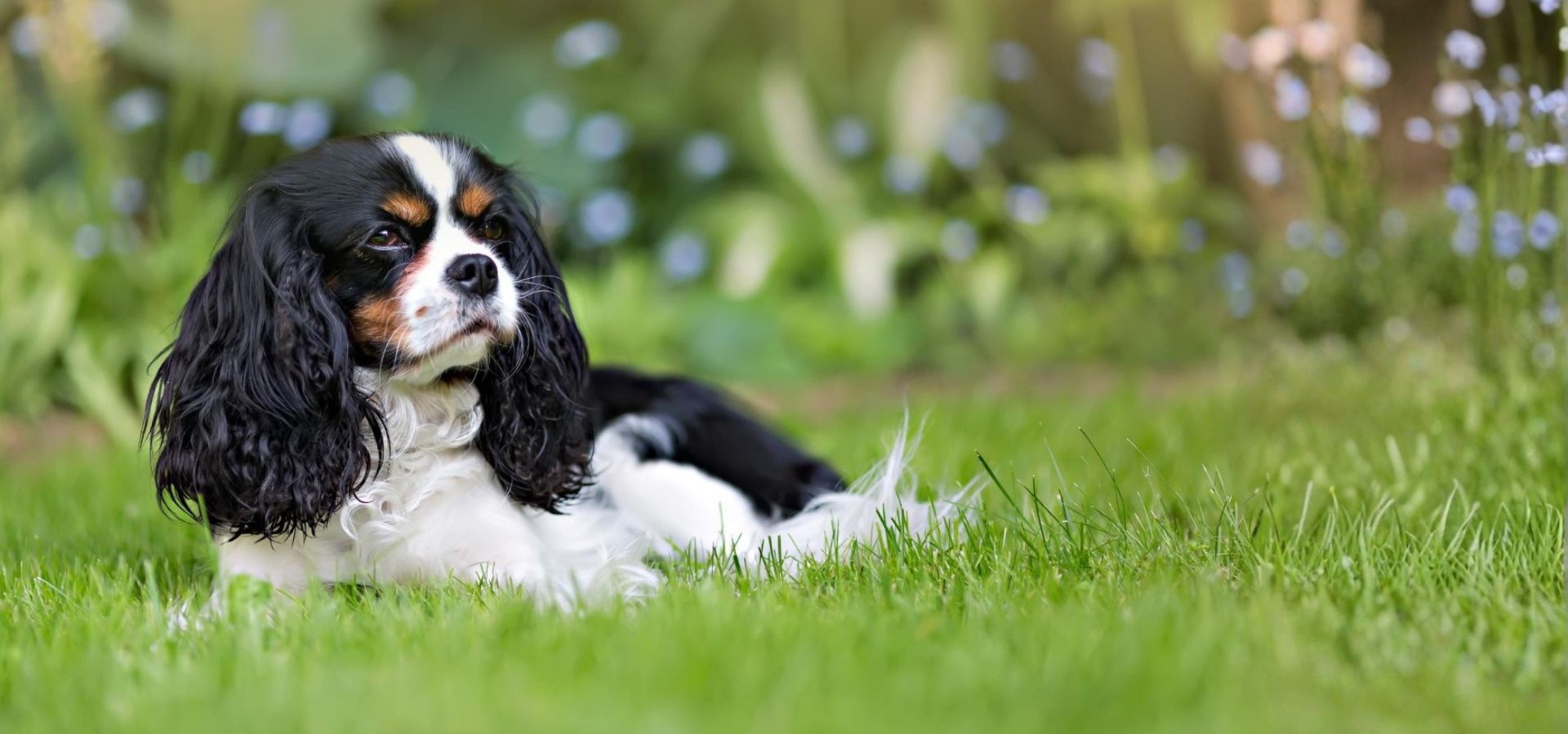 Single Service Page Images (34) Cavalier King Charles Spaniel resting