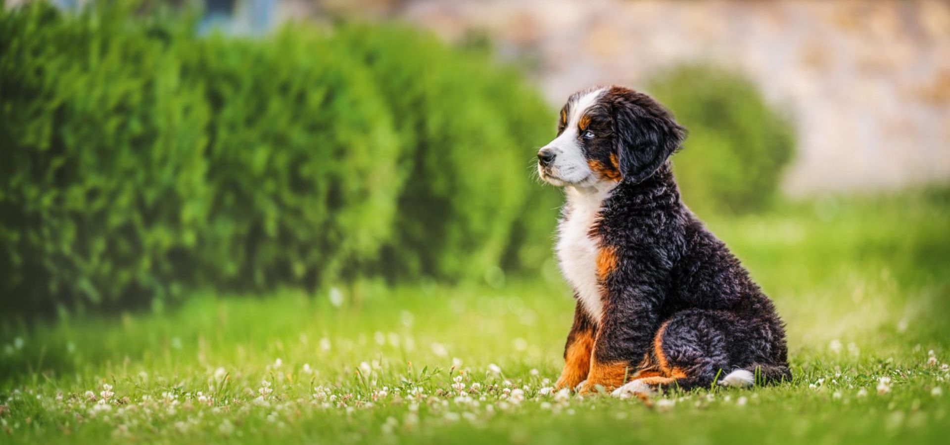 Single Service Page Images (35) Cute puppy sitting on grass.