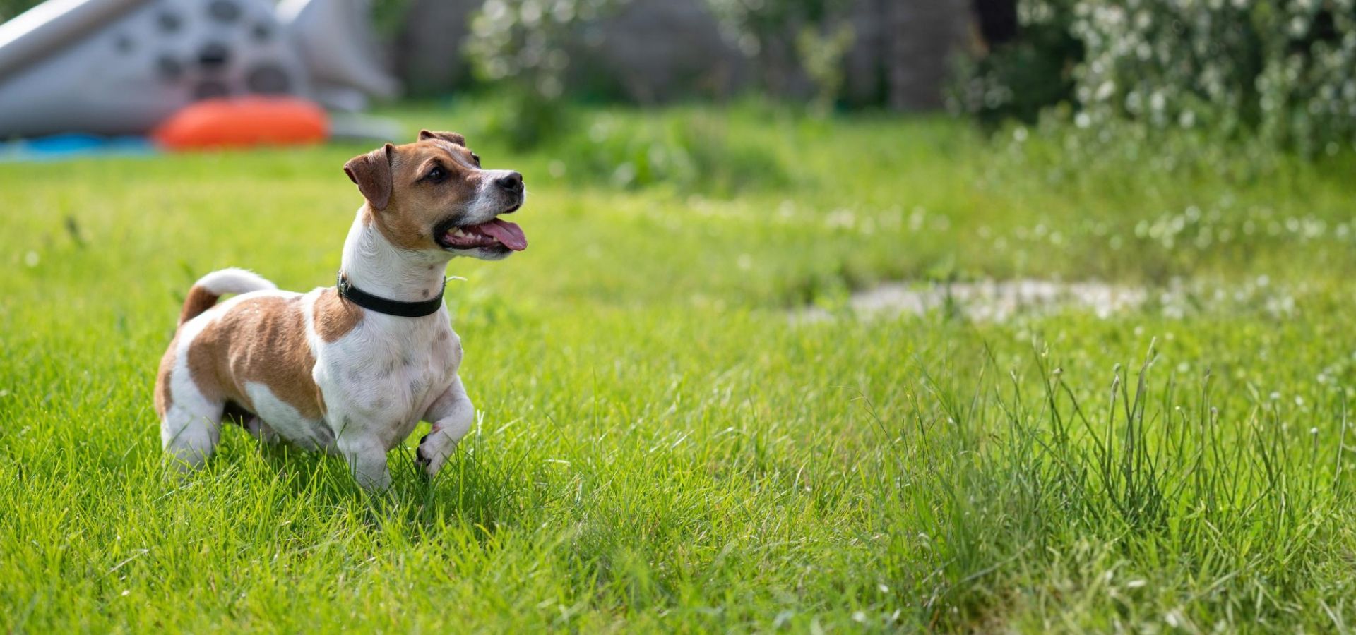 Single Service Page Images (36) Dog playing in a grassy yard.
