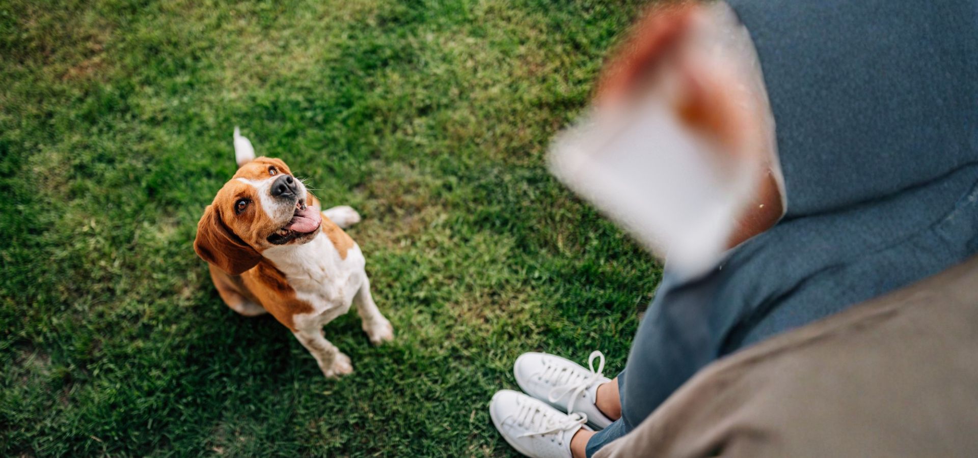 Single Service Page Images (37) Dog looking up at owner