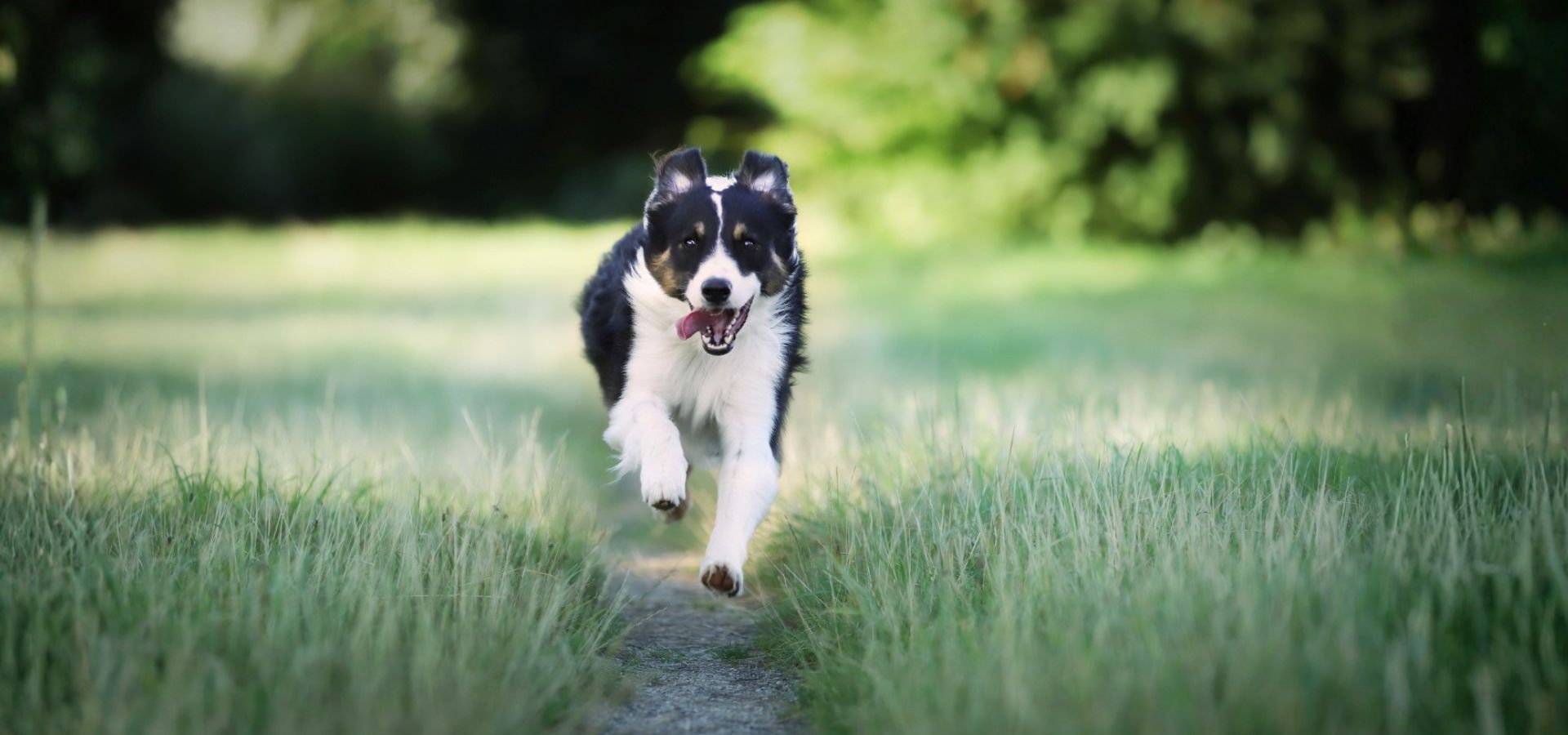Single Service Page Images (38) Dog running on grassy path