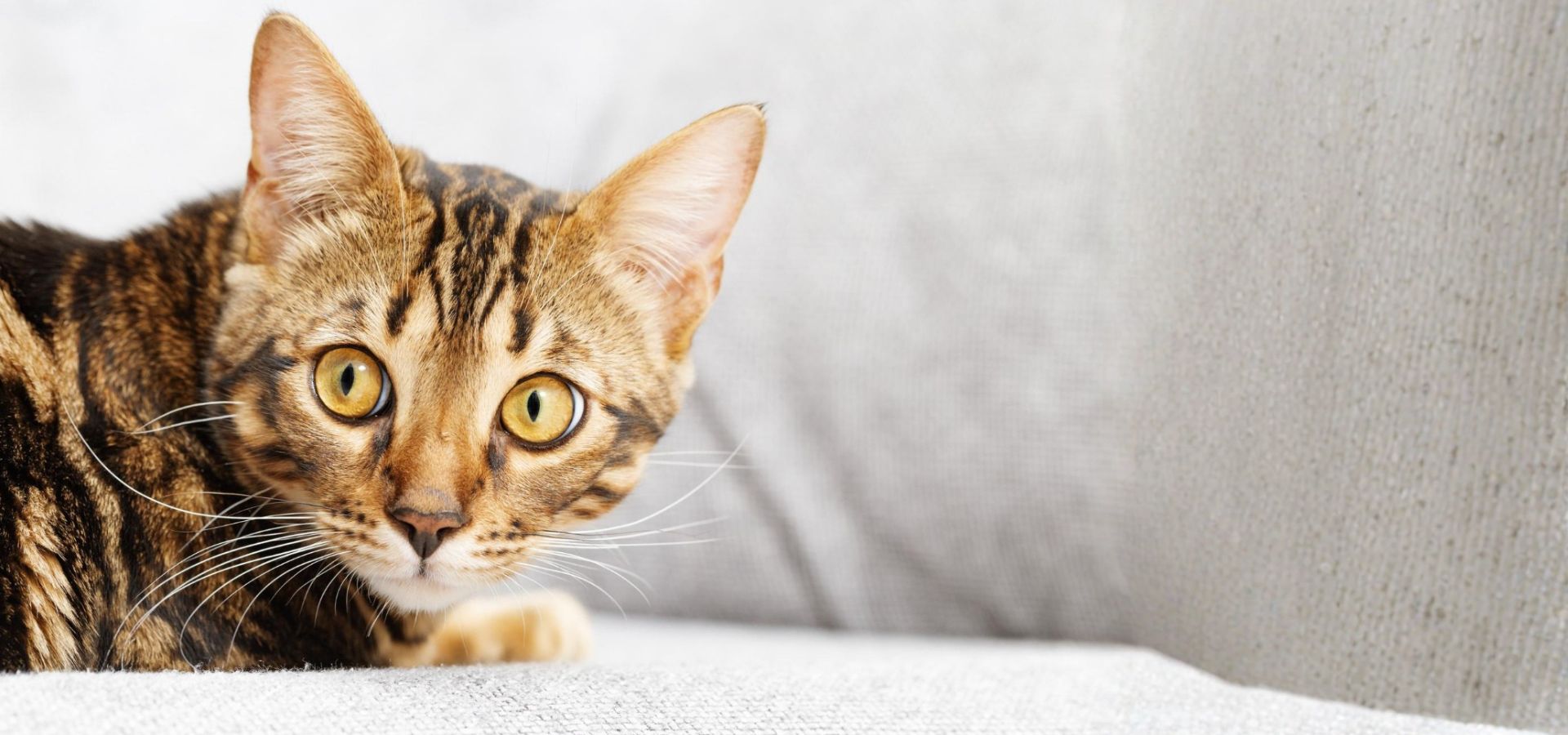 Single Service Page Images (39) Close-up of a curious cat.