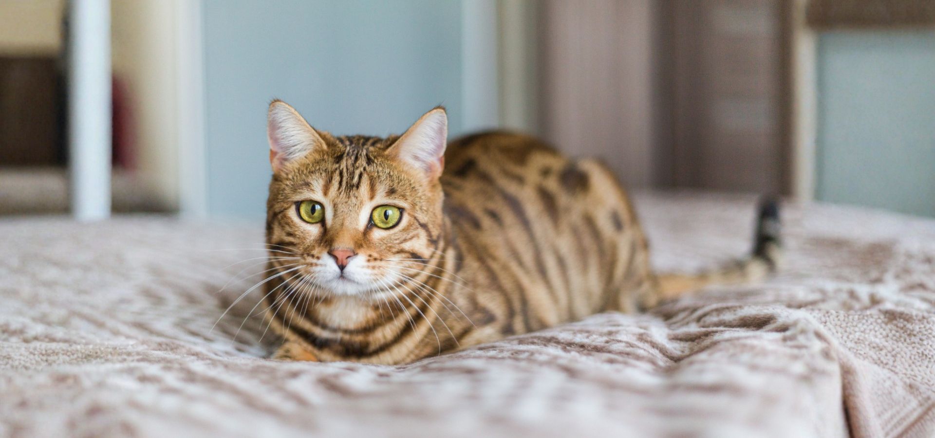 Single Service Page Images (40) Bengal cat lounging on bed