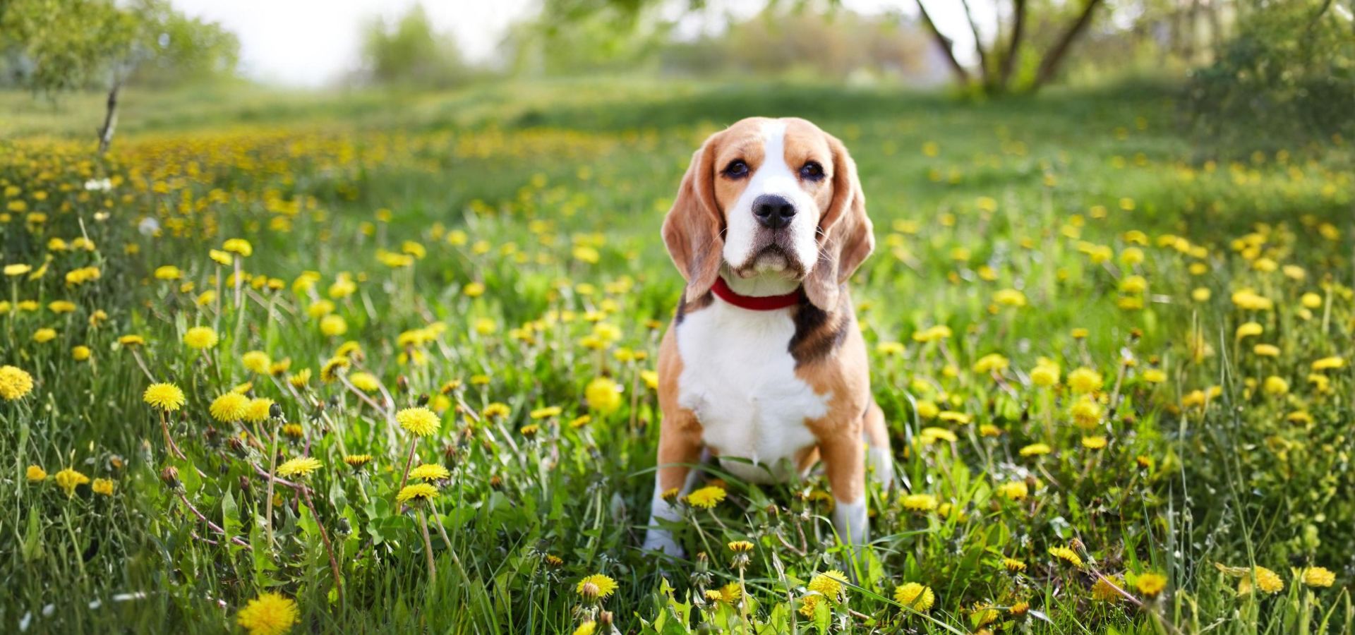 Single Service Page Images (41) Beagle standing in a flower field