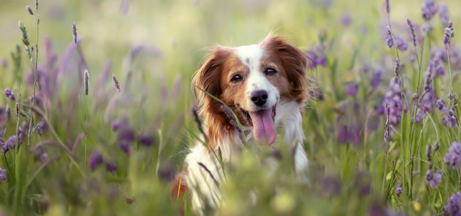 Single Service Page Images (42) Dog in a field of flowers.